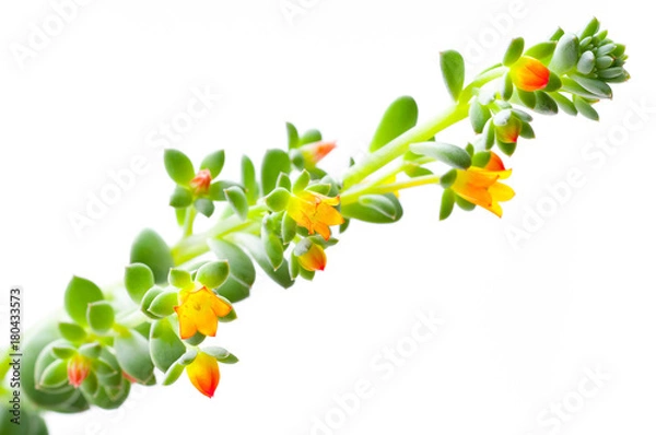 Fototapeta Flowering Succulent isolated on white