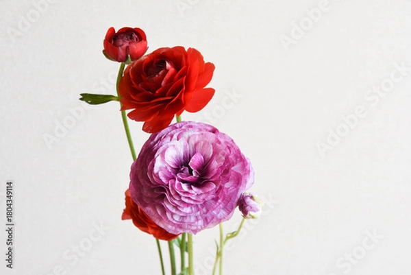 Fototapeta 赤と紫のラナンキュラス