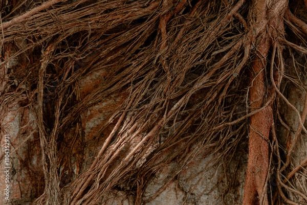 Fototapeta Intricate network of brown Banyan tree roots spreading over a rough wall surface, creating a complex organic texture and natural pattern.