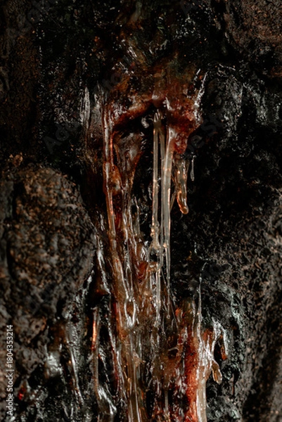 Fototapeta Macro close-up texture of amber-colored tree resin or sap dripping down from rough dark bark, highlighting natural patterns and organic details.