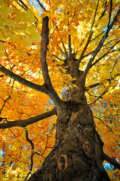 Obraz Tree in Autumn