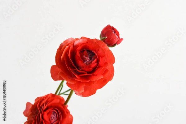 Obraz 赤いラナンキュラス