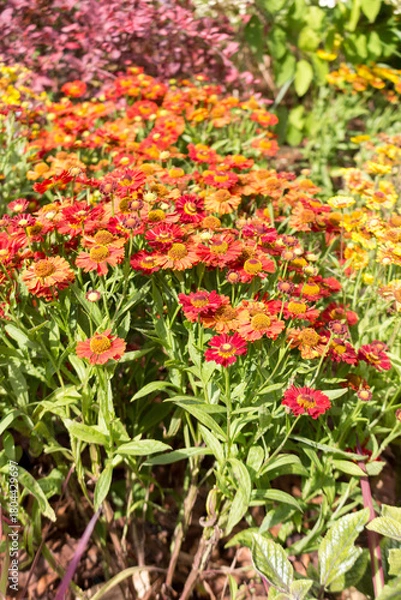 Obraz Autumn red-orange gelenium