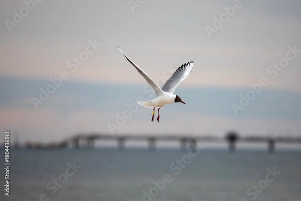 Obraz A seagull flying in a blue sky, close-up photo