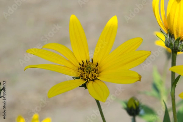 Obraz the bright yellow flower