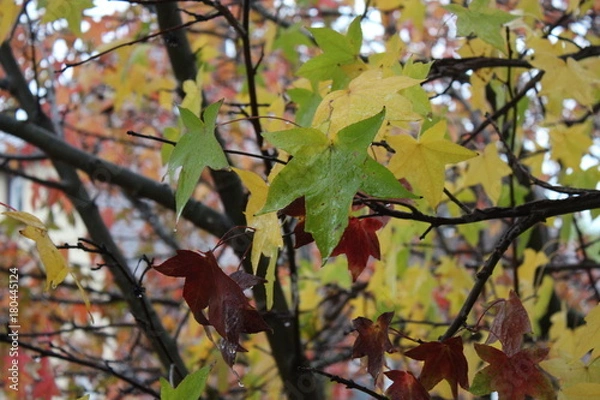 Obraz Bunte Blätter im Herbst