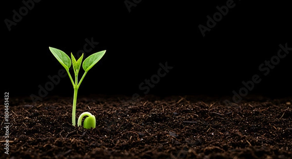Obraz New Life Green Seedling Emerging from Rich Soil, Symbolizing Growth and Potential