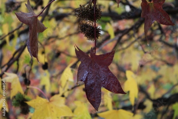 Obraz Herbst, Amberbaum, bunte Blätter