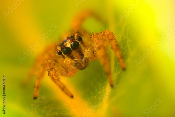 Fototapeta An aesthetically pleasing and impressive close-up photo of a spider. Spider species; Jumping spider. Natural background.