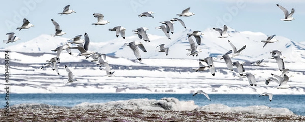 Obraz flock of kittiwakes in a winter landscape on spitsbergen Norway