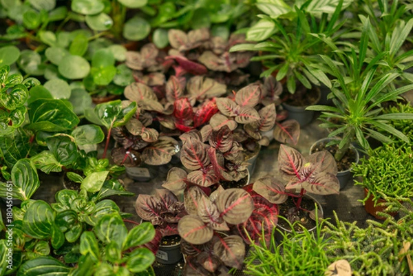 Fototapeta variety of small indoor foliage plants grouped tightly together in a greenhouse, lush green and dark red leaves, concept of horticulture, botany, interior design, plant nursery