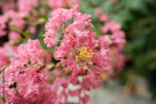 Obraz bee on pink flowers
