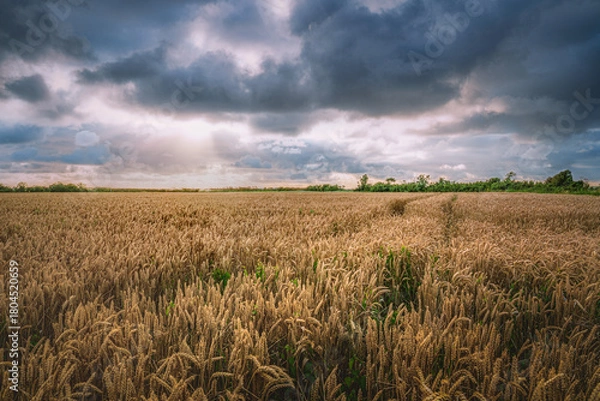 Fototapeta Flowering corn in landscape with overpowering threatening clouds at the end of the day