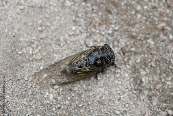 Fototapeta 蟬 cicada