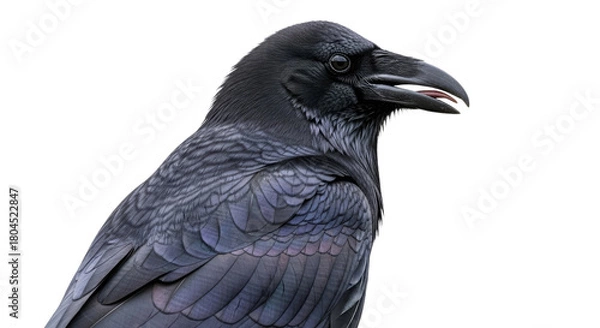 Fototapeta Closeup of a Black Crow with Sharp Beak 4.
