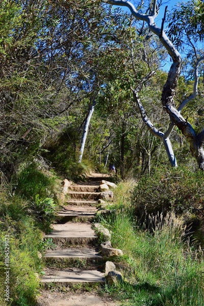 Obraz stairs in the forest