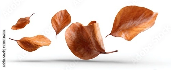 Obraz Five brown autumn leaves in mid-air, casting soft shadows on a white background