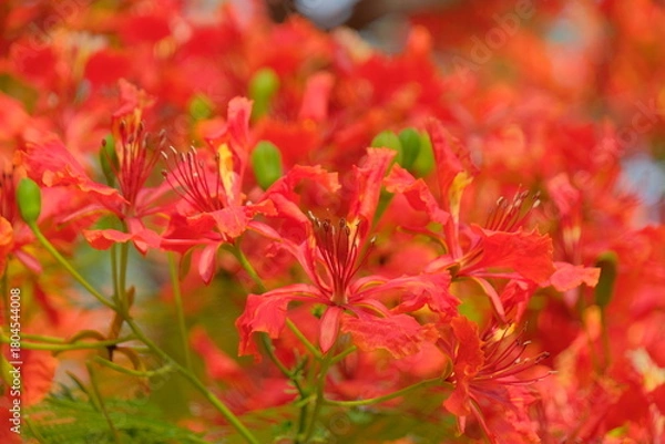 Fototapeta red  flower