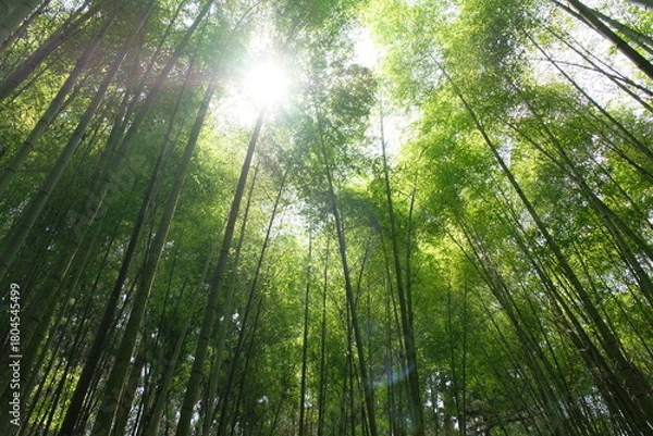 Fototapeta sun rays through trees