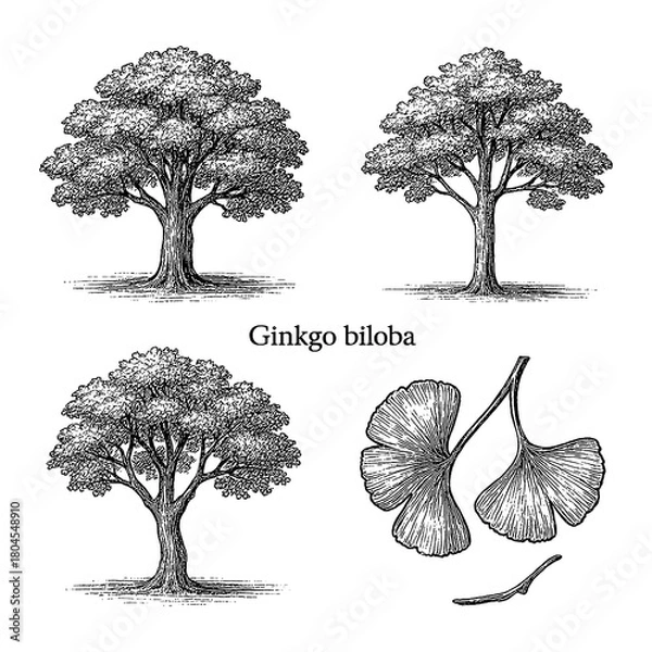 Obraz Ginkgo biloba tree and leaf set in detailed vintage botanical engraving style, Transparent Background