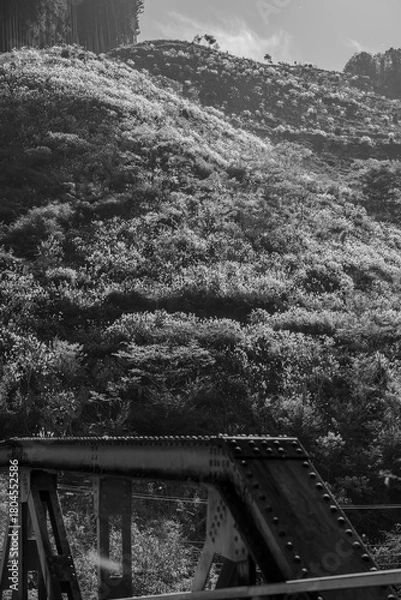 Obraz ススキの丘