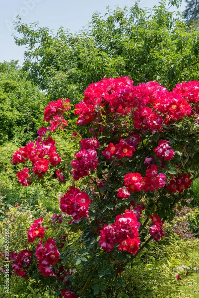 Fototapeta Vibrant cluster of deep red roses Dortmund Roses in full bloom, surrounded by lush green foliage, creating striking contrast in sunlit garden. Selective focus. Nature concept for design.