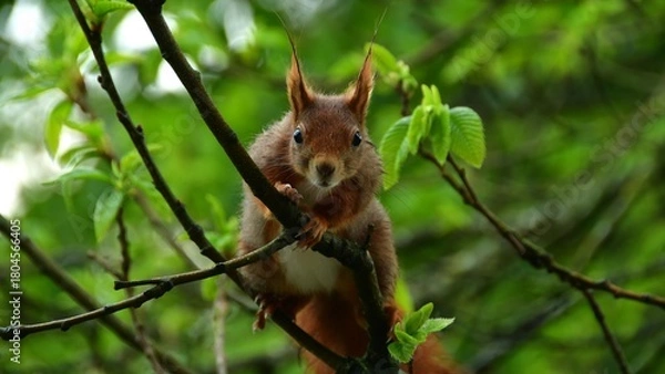 Fototapeta Eichhörnchen-11