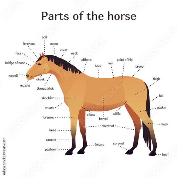 Fototapeta Vector illustration of parts of the horse. Equine anatomy and structure