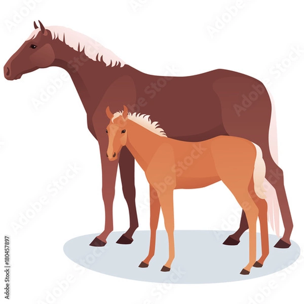 Fototapeta Vector illustration of  mare and foal. Adult horse with her baby, cub, isolated on white