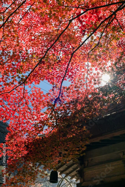 Fototapeta もみじ