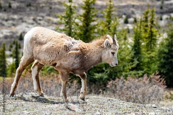 Obraz Schaf in den Bergen