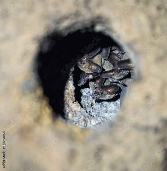 Fototapeta Fledermäuse