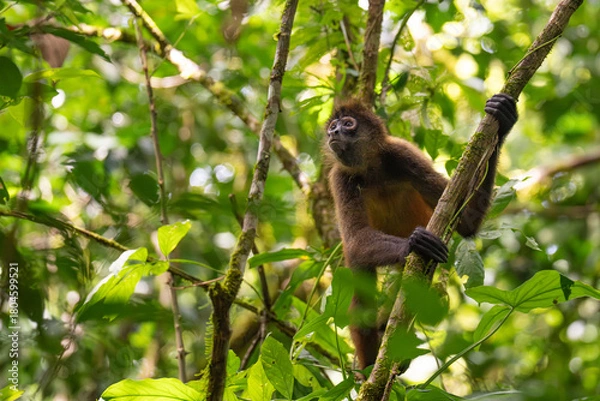 Fototapeta Affe im Baum