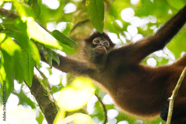 Fototapeta Affengesicht