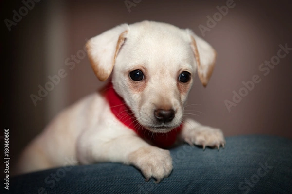 Fototapeta Маленький белый песик в красном ошейнике.