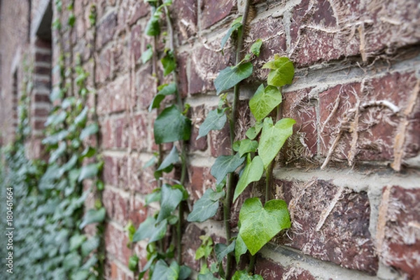 Obraz Ivy growing on a wall