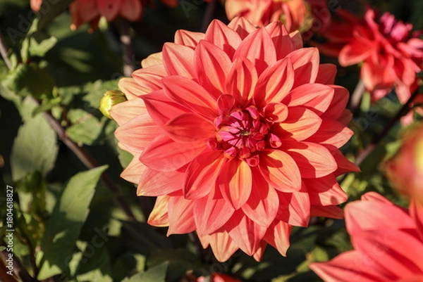 Fototapeta A decorative dahlia of red color with a yellow tint blooms on a summer day