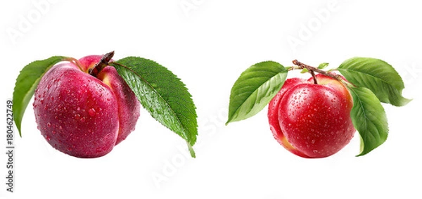 Fototapeta Fresh nectarines with leaves glistening with water droplets on transparent background