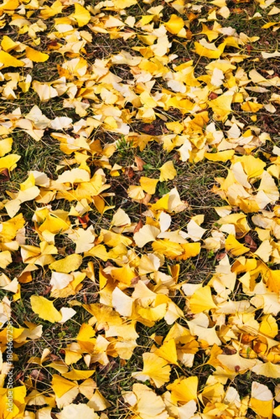 Fototapeta 11月の真っ黄色に紅葉したイチョウの葉