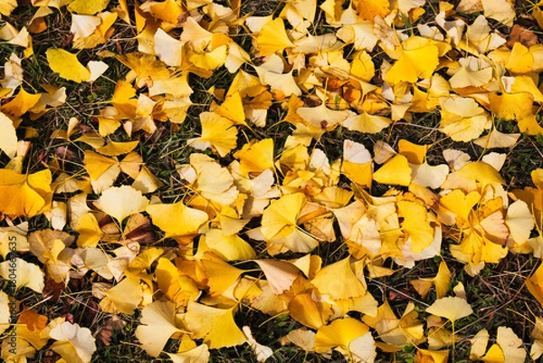 Fototapeta 11月の真っ黄色に紅葉したイチョウの葉