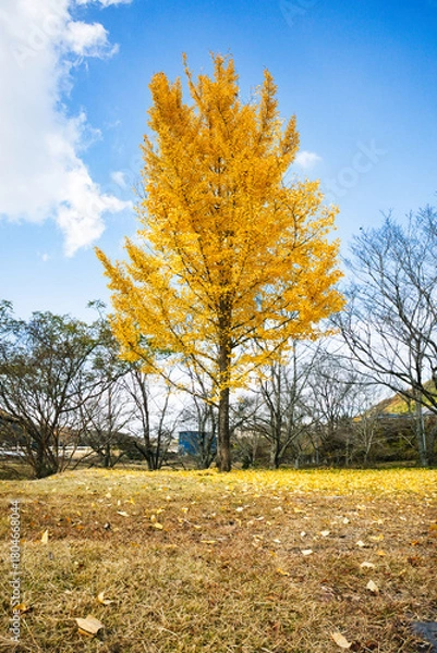 Fototapeta 11月の真っ黄色に紅葉したイチョウの葉