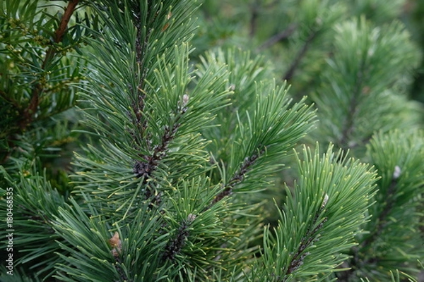 Obraz Pine needles