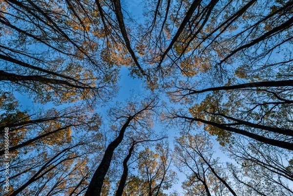 Fototapeta all Foliage Canopy in a Tranquil Forest