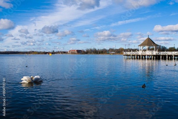 Obraz Miłość łabędzi na Drwęcy 2025