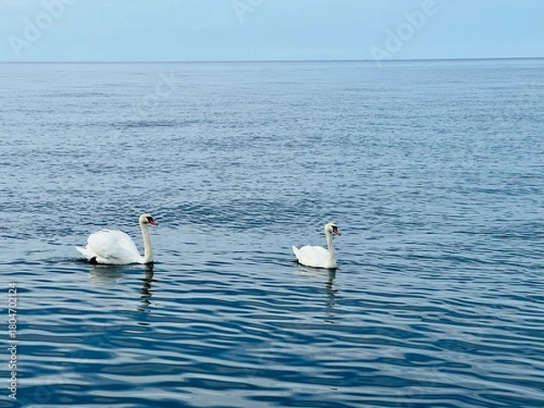 Obraz swans on the sea coast