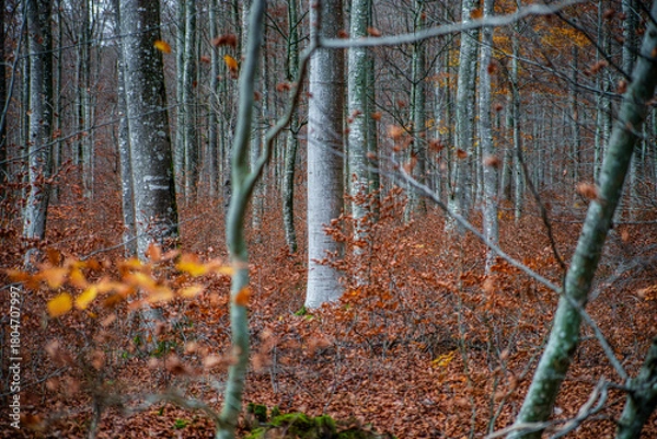 Fototapeta Autumn forest colorful view