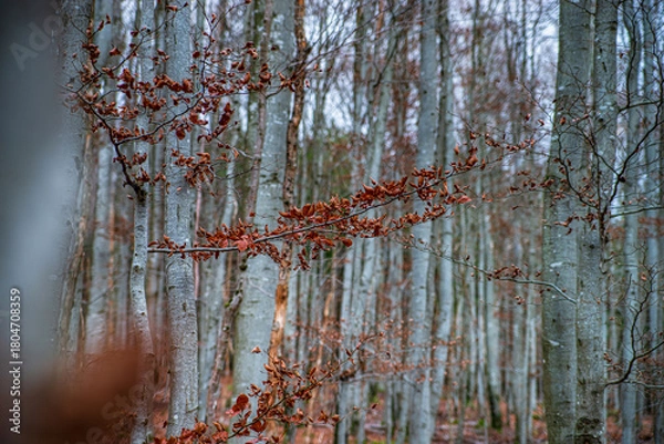 Fototapeta Autumn forest colorful view
