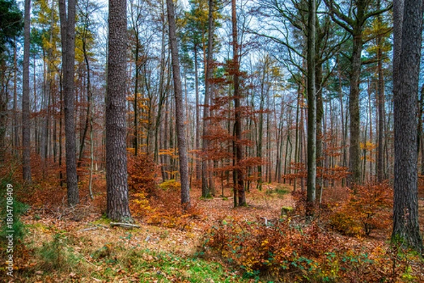 Obraz Autumn forest colorful view