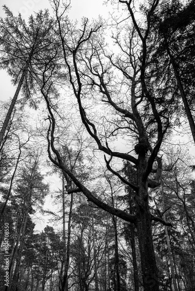 Fototapeta Autumn forest colorful view