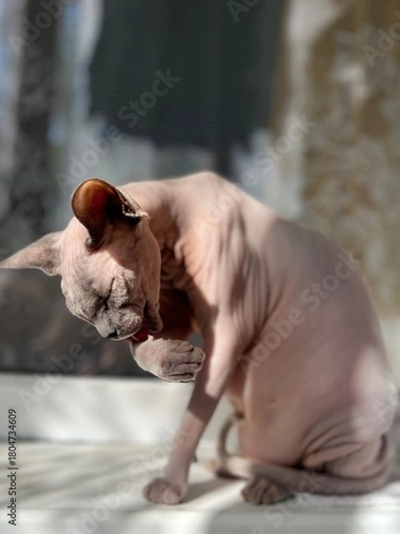 Fototapeta funny sphinx cat